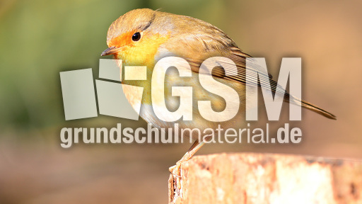 Rotkehlchen (12).jpg